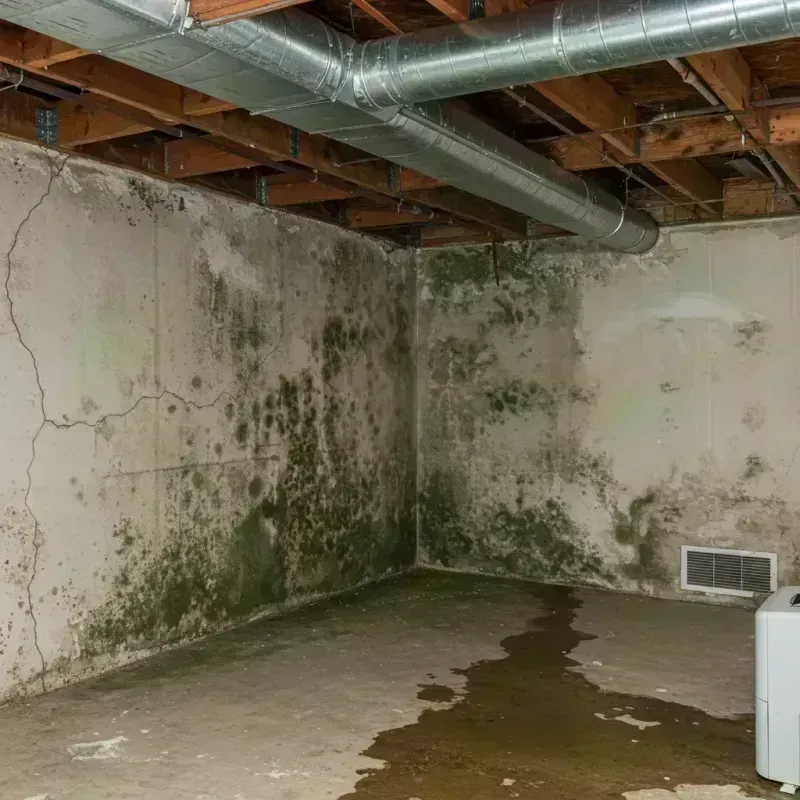 Professional Mold Removal in Hardin County, KY